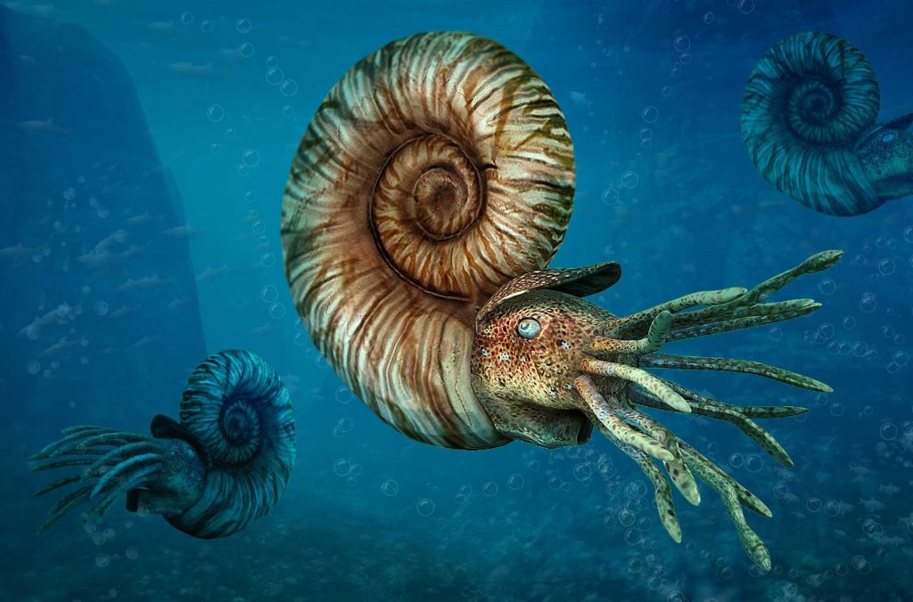 ammonite-disegno-1-e1637145498564-1024x676-1-1.jpg