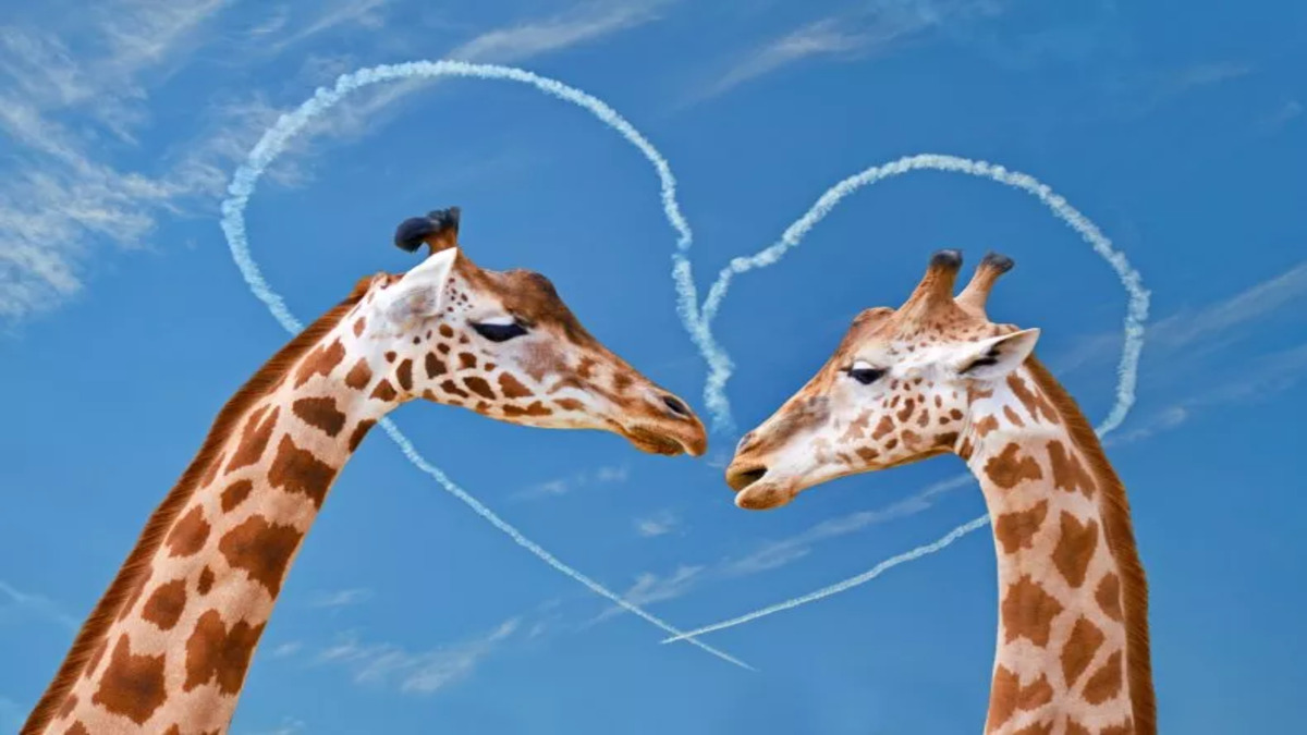 giraffes-1-1.jpg