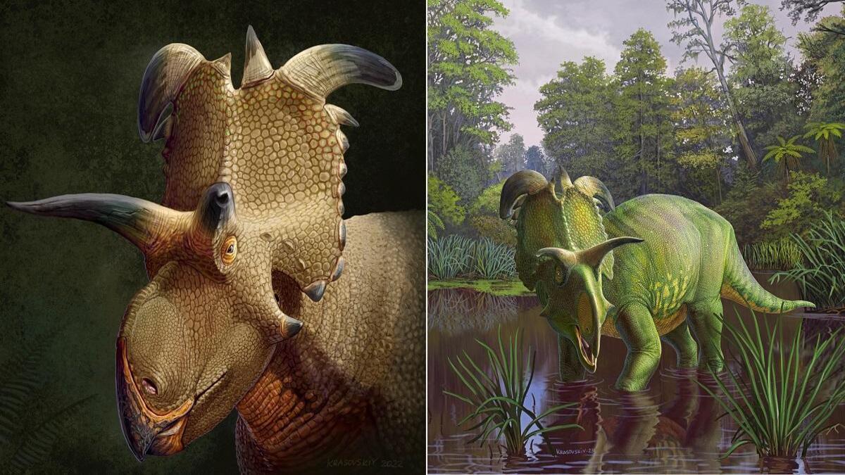 lokiceratops_2024_06_20_20_29_49-2-1.jpg