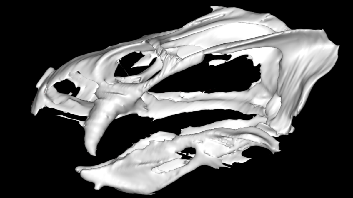 Ricostruito l’aspetto di un’antica e bizzarra creatura vissuta milioni di anni fa