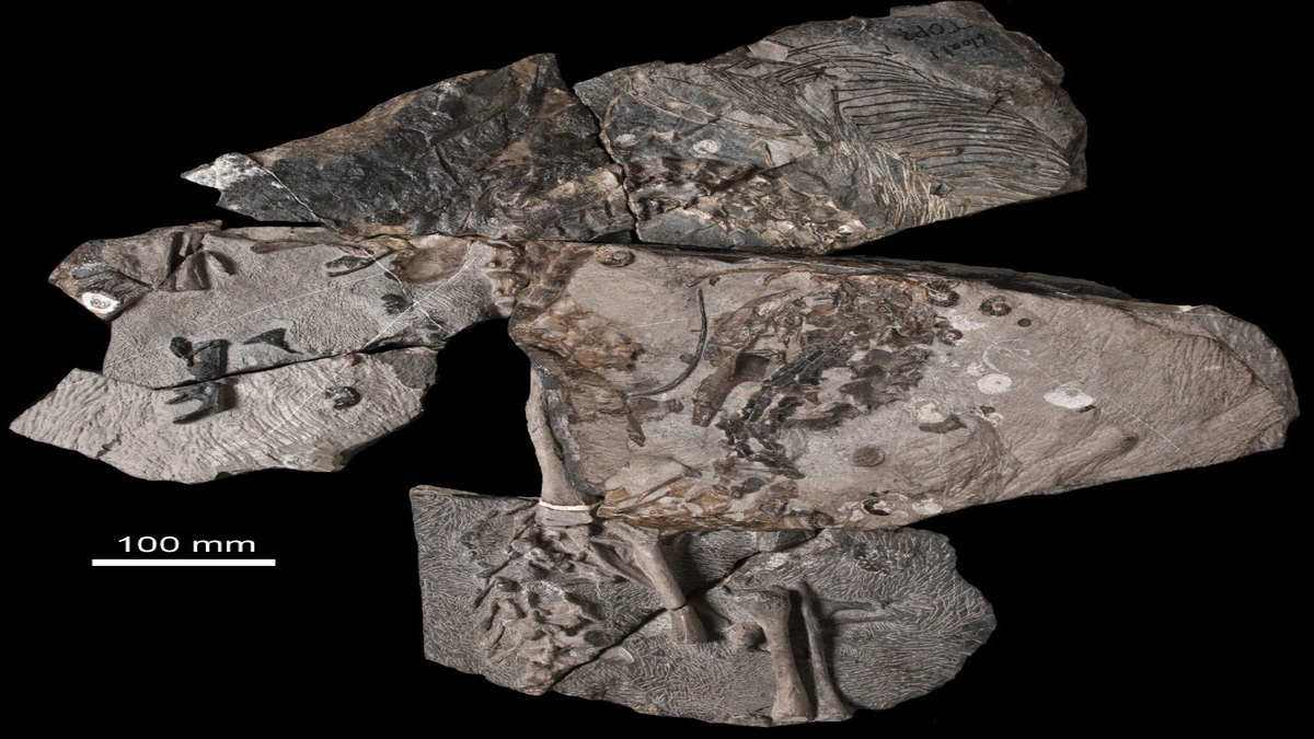 Benggwigwishingasuchus_eremicarminis-novataxa_2024-Smith_Klein_-1.jpg