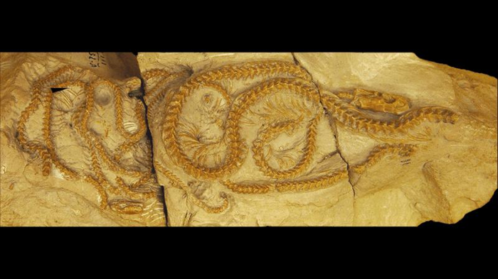 fossil-snakes-m-1.png