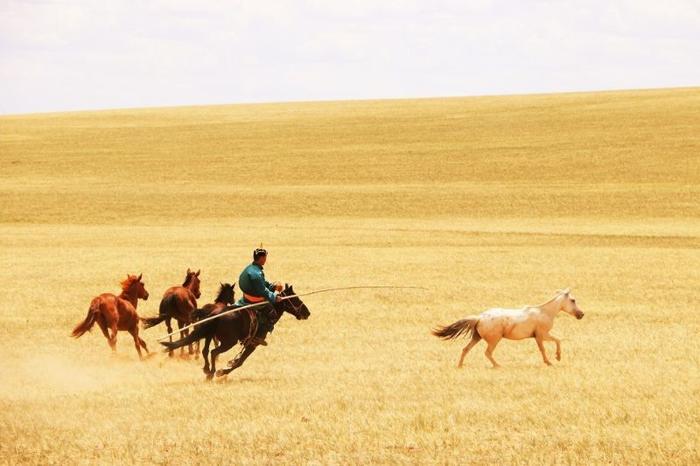 horse-herder-m-1.jpg