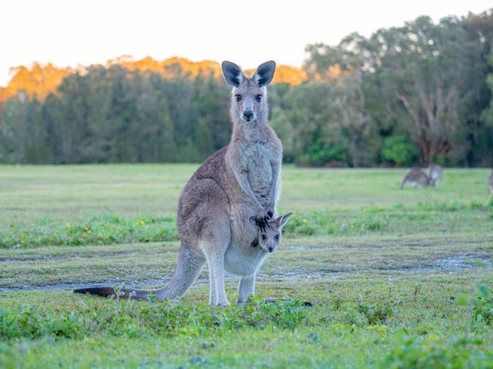 kangaroo-joey-m-1.jpg
