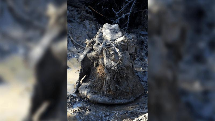 mammoth-freeze-dried-skin-m-1.png