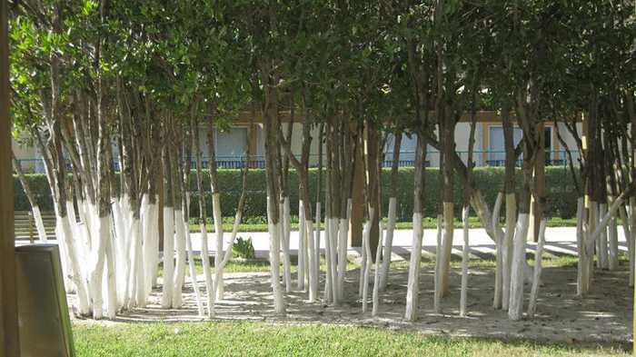 trees-painted-white-at-the-bottom-m-1-1.png