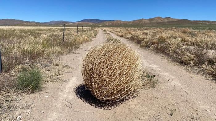 tumbleweed-m-1.jpg