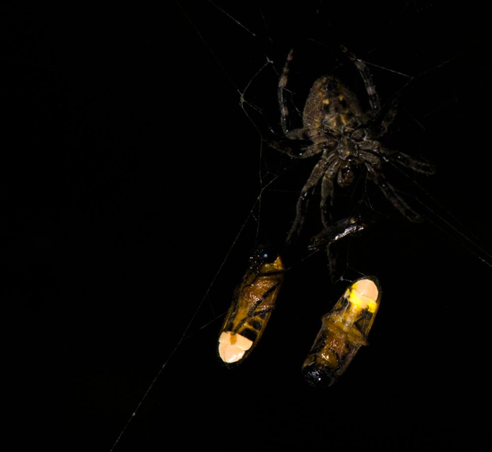 Ragno (Araneus ventricosus) con due lucciole maschi intrappolate (Abscondita terminalis), una delle quali ha una lanterna luminescente (destra) Ragno (Araneus ventricosus) con due lucciole maschi intrappolate (Abscondita terminalis), una delle quali ha una lanterna luminescente (destra)