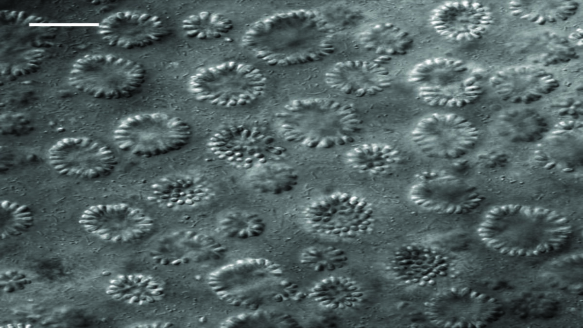 Strano organismo trovato in un lago tossico potrebbe fornire indizi sulle origini della vita