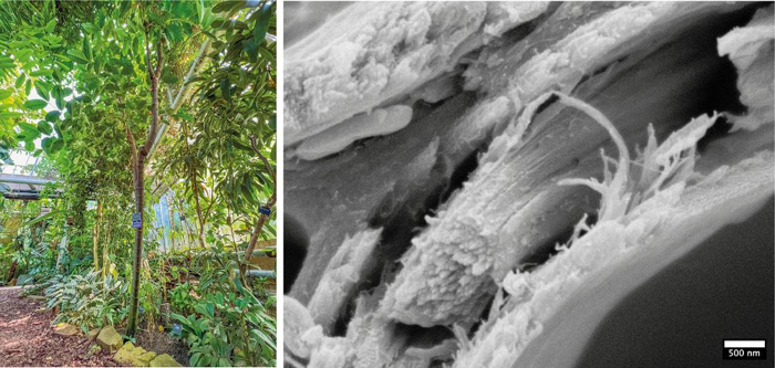 Gnetum gnemon nel Giardino Botanico di Cambridge e le sue pareti cellulari al microscopio. Questa è una specie correlata al legno tenero con una struttura simile a un legno duro.
