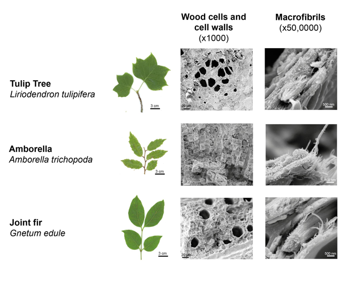 Ultrastruttura del legno dell'Albero di Tulipano (Liriodendron tulipifera), Amborella (Amborella trichopoda) e Abete comune (Gnetum edule) a ingrandimenti di x1000 e x50,000 sotto il cryo-SEM. Le cellule del legno e le pareti cellulari sono visibili nell'ingrandimento inferiore. Le macrofibrille sono visibili nell'ingrandimento superiore.