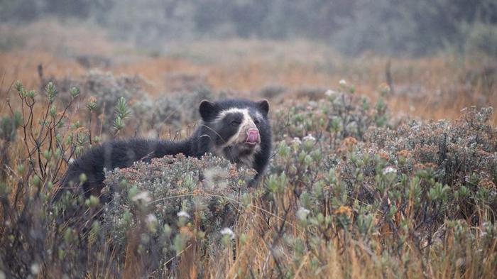 andean-bear-m-1.jpg