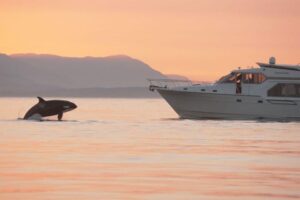 Immagine fissa da registrazione video dell'imbarcazione da diporto M/V Cypress Point che si avvicina alle orche vicino a Roche Harbor, Washington, 1 settembre 2022.