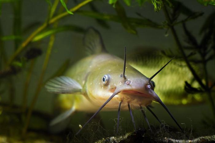catfish-m-1.jpg