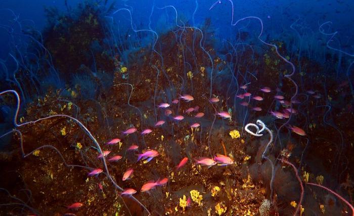corals-and-pink-fish-in-the-underwater-lava-of-the-tajogaite-volcano-in-la-palma-m-1-1.jpg
