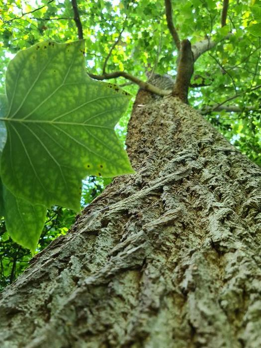 Le loro forme esterne potrebbero essere un indizio che gli alberi di tulipano (Liriodendron tulipifera) hanno una struttura intrigante nelle loro cellule del legno.