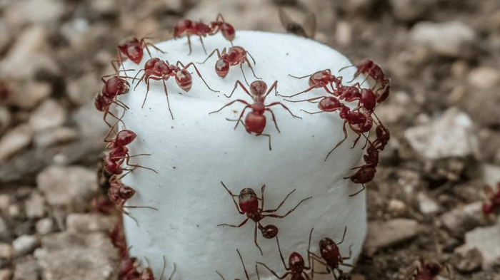 harvester-ants-m-2.png