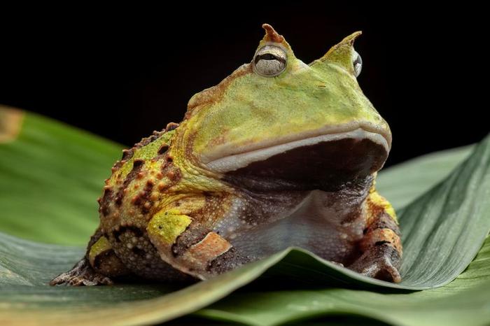 horned-frog-m-1-1.jpg