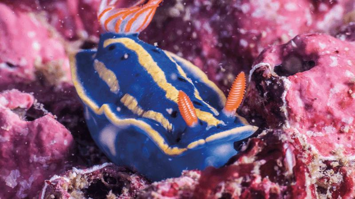 hypselodoris-festiva-m-1-1.png
