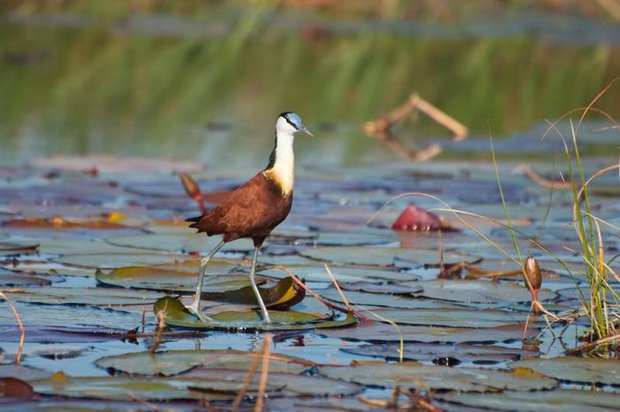 jacana-m-1.jpg