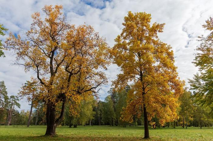 liriodendron-tulipifera-m-1.jpg