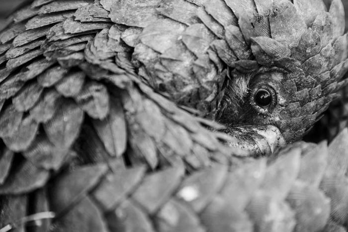 pangolin-m-1-1.jpg