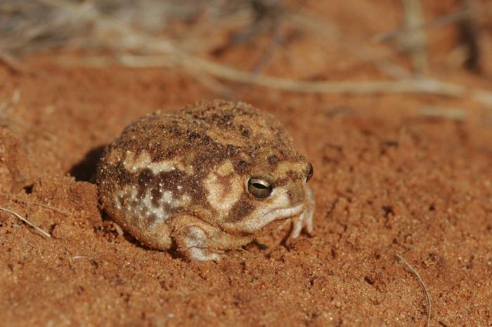 rain-froggy-m-1.jpg