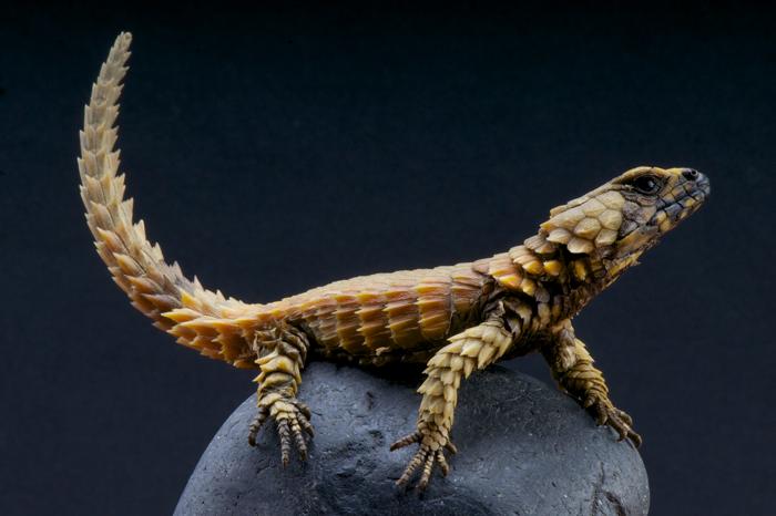 Una migliore vista dell'Armadillo girdled lizard (Ouroborus cataphractus) in tutto il suo splendore. Una migliore vista dell'Armadillo girdled lizard (Ouroborus cataphractus) in tutto il suo splendore.