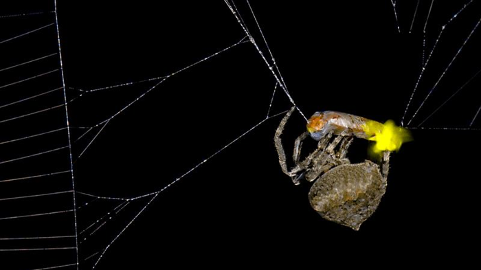 spider-manipulate-firefly-m-1-1.png