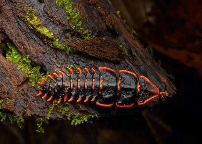 trilobite-beetle-m-1.jpg