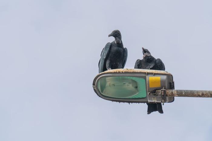 two-black-headed-vultures-resting-on-a-streetlight-m-1.jpg