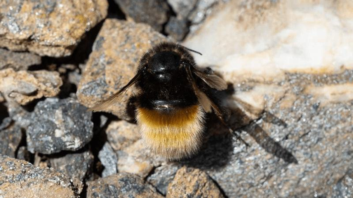 what-is-the-highest-an-insect-can-fly-m-1.png