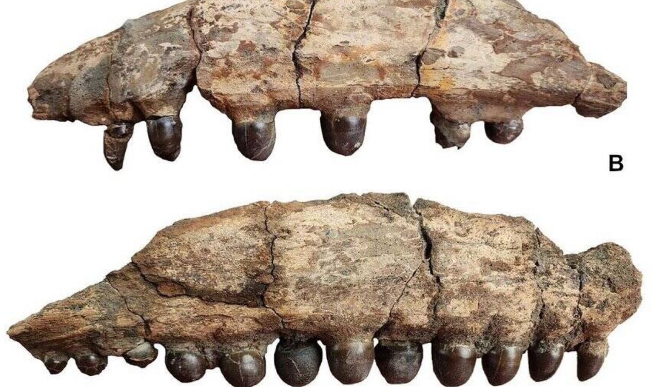 fossili-dinosauro-1.jpg