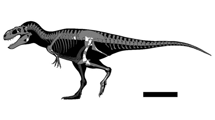 labocania-aguillonae-reconstruction-m-1.png