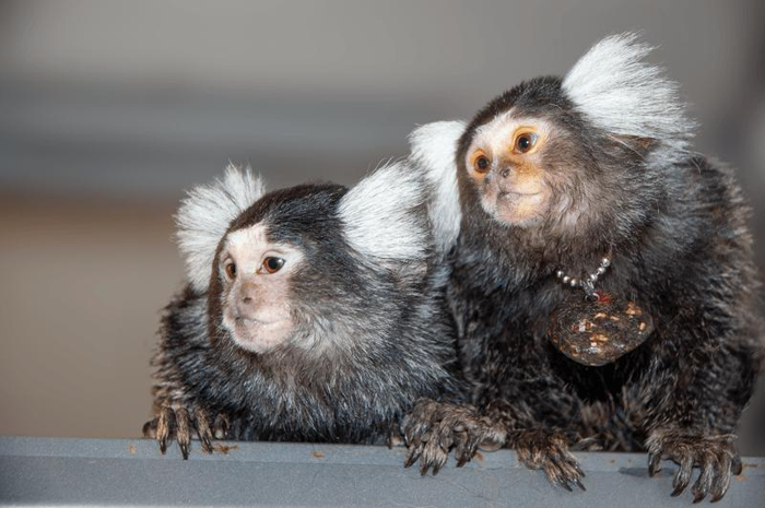 marmosets-m-1.png