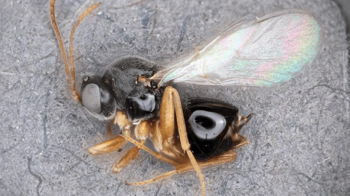 new-wasp-species-m-1.png
