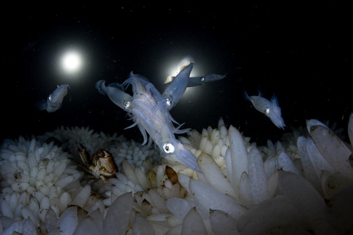 I calamari opalescenti si accoppiano e depongono le uova al largo dell'Isola di Vancouver in British Columbia, Canada. I calamari opalescenti si accoppiano e depongono le uova al largo dell'Isola di Vancouver in British Columbia, Canada.