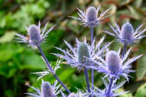 campione di un cardo marino, nome scientifico Eryngium. I fusti e i fiori spinosi, che assomigliano a cardi, sono di un colore blu brillante.