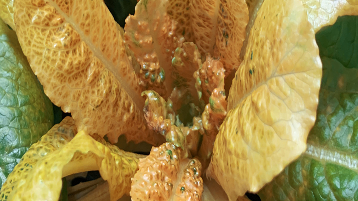 GoldenLettuce-1-1.jpg