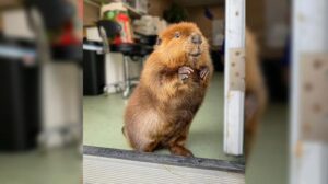 Fotografia di Nibi, un castoro, in piedi in una porta