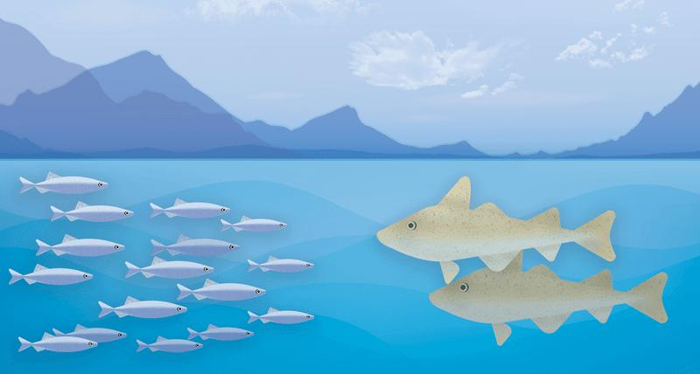 capelin-v-cod-m-1.png