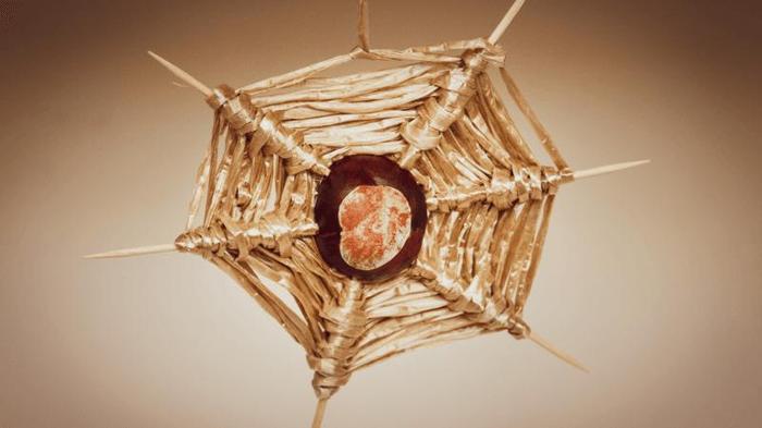 do-conkers-keep-spiders-away-m-1.png