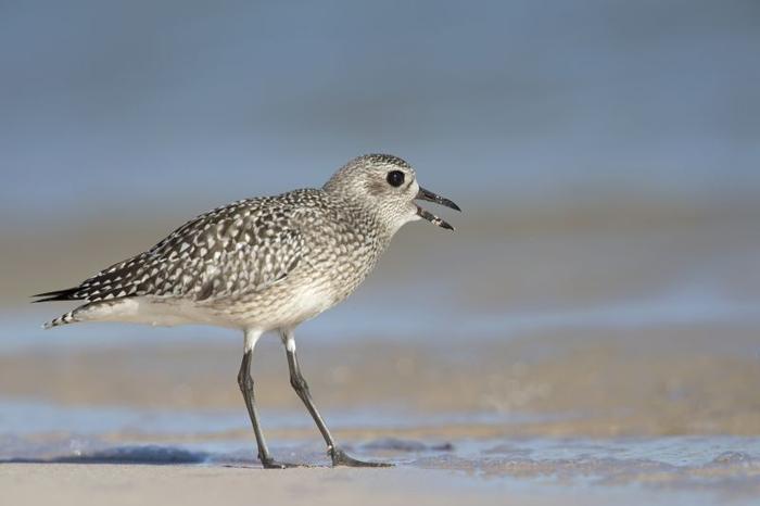 gray-plover-m-1.jpg