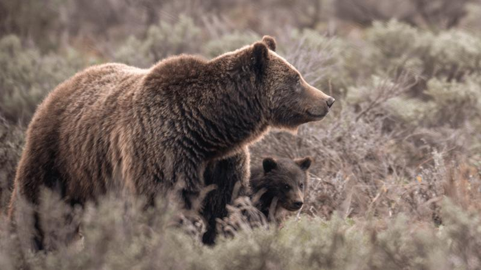grizzly-no-399-m-1.png