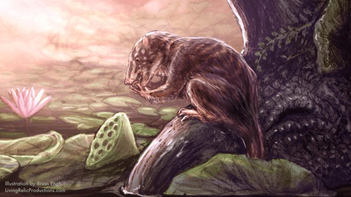 heleocola-swamp-dweller-m-1.png