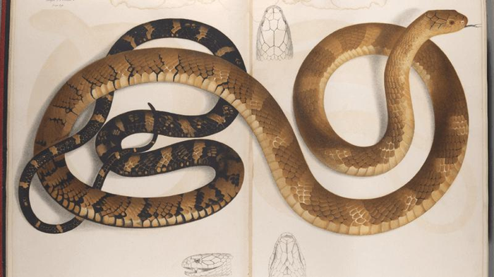 king-cobra-plate-m-1.png