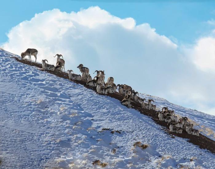 marco-polo-sheep-m-1.jpg