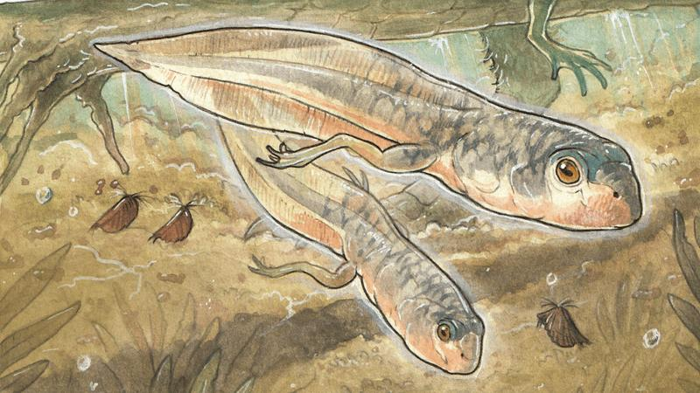 oldest-known-tadpole-m-1.png