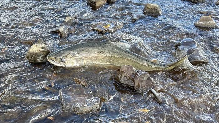 salmon-m-1.jpg