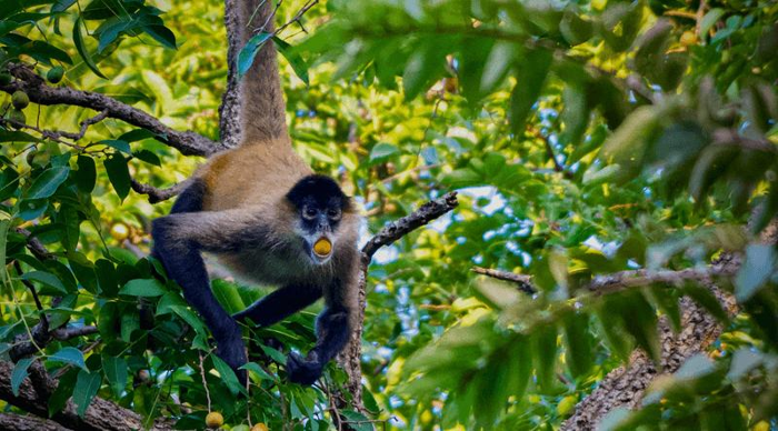 spider-monkey-m-1.png